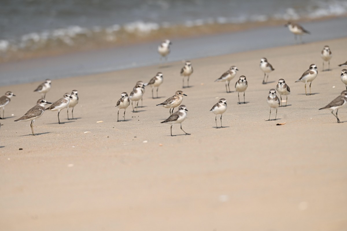Tibetan Sand-Plover - ML647515212