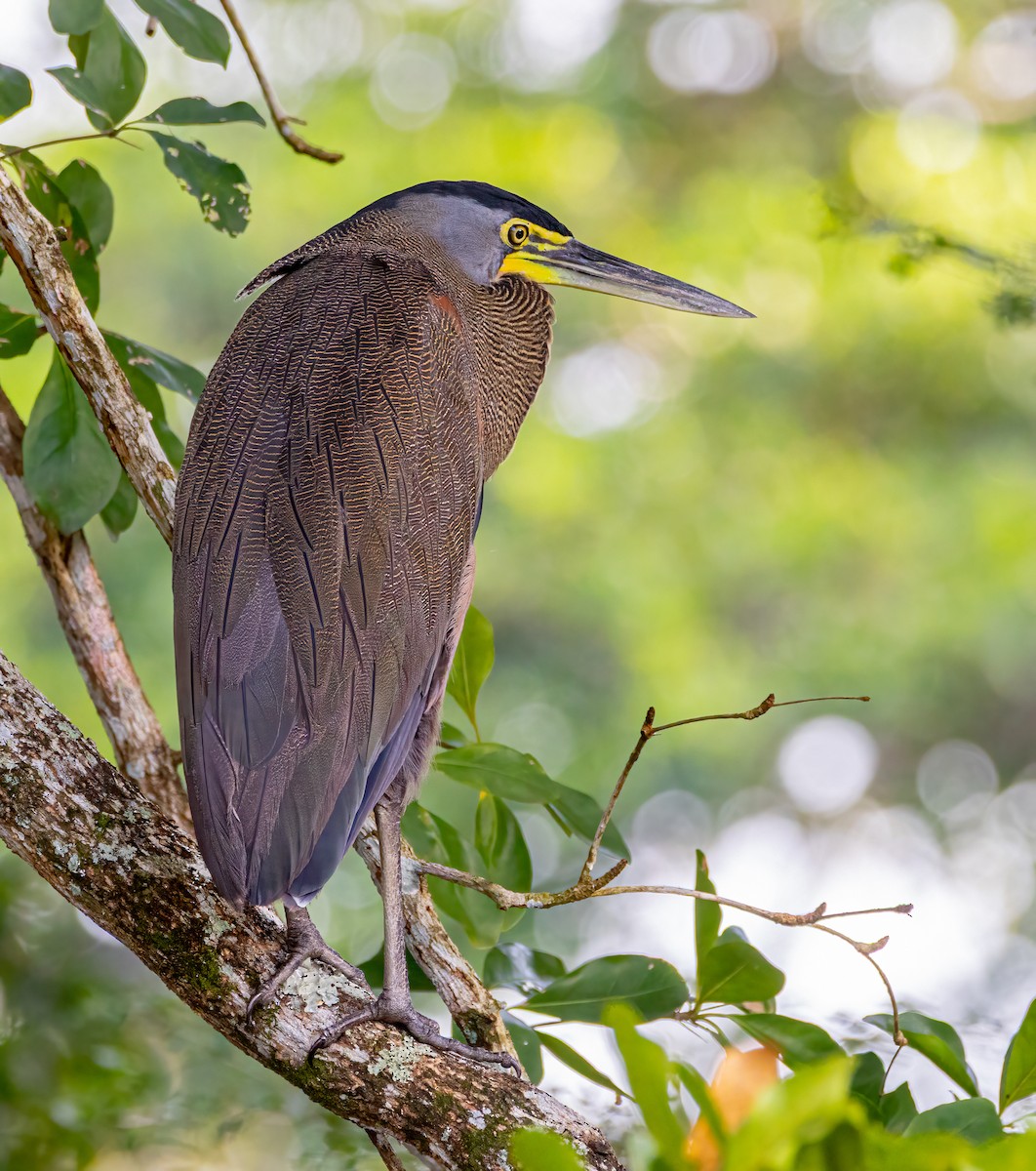 Bare-throated Tiger-Heron - ML647515213