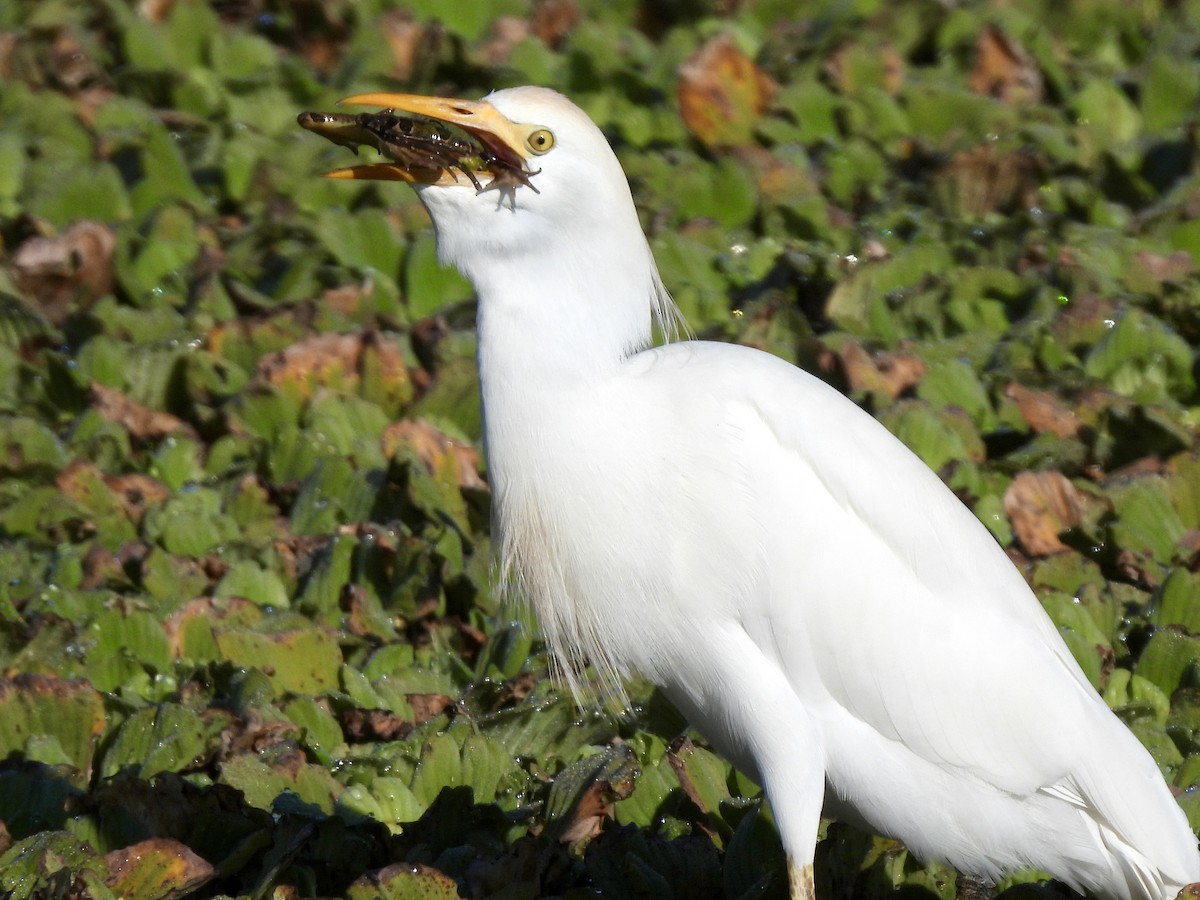 Airone guardabuoi - ML647515220