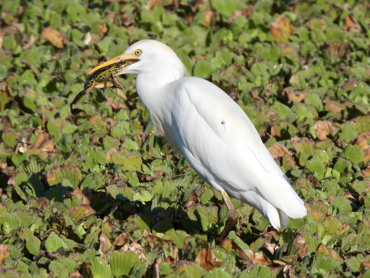 Airone guardabuoi - ML647515221