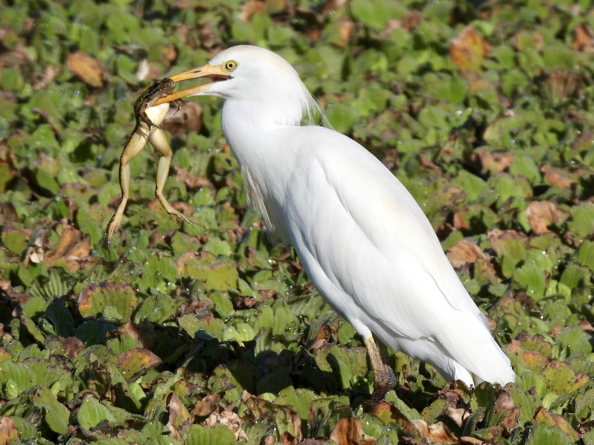 Airone guardabuoi - ML647515222