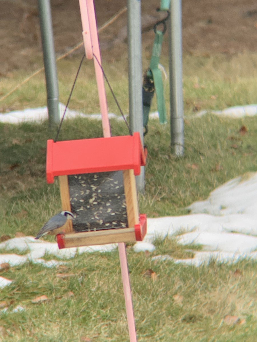 Red-breasted Nuthatch - ML647515224