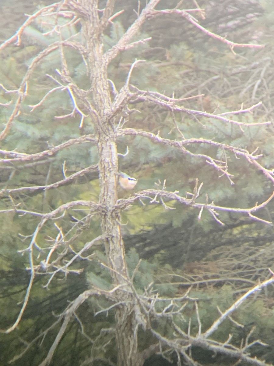 Red-breasted Nuthatch - ML647515225