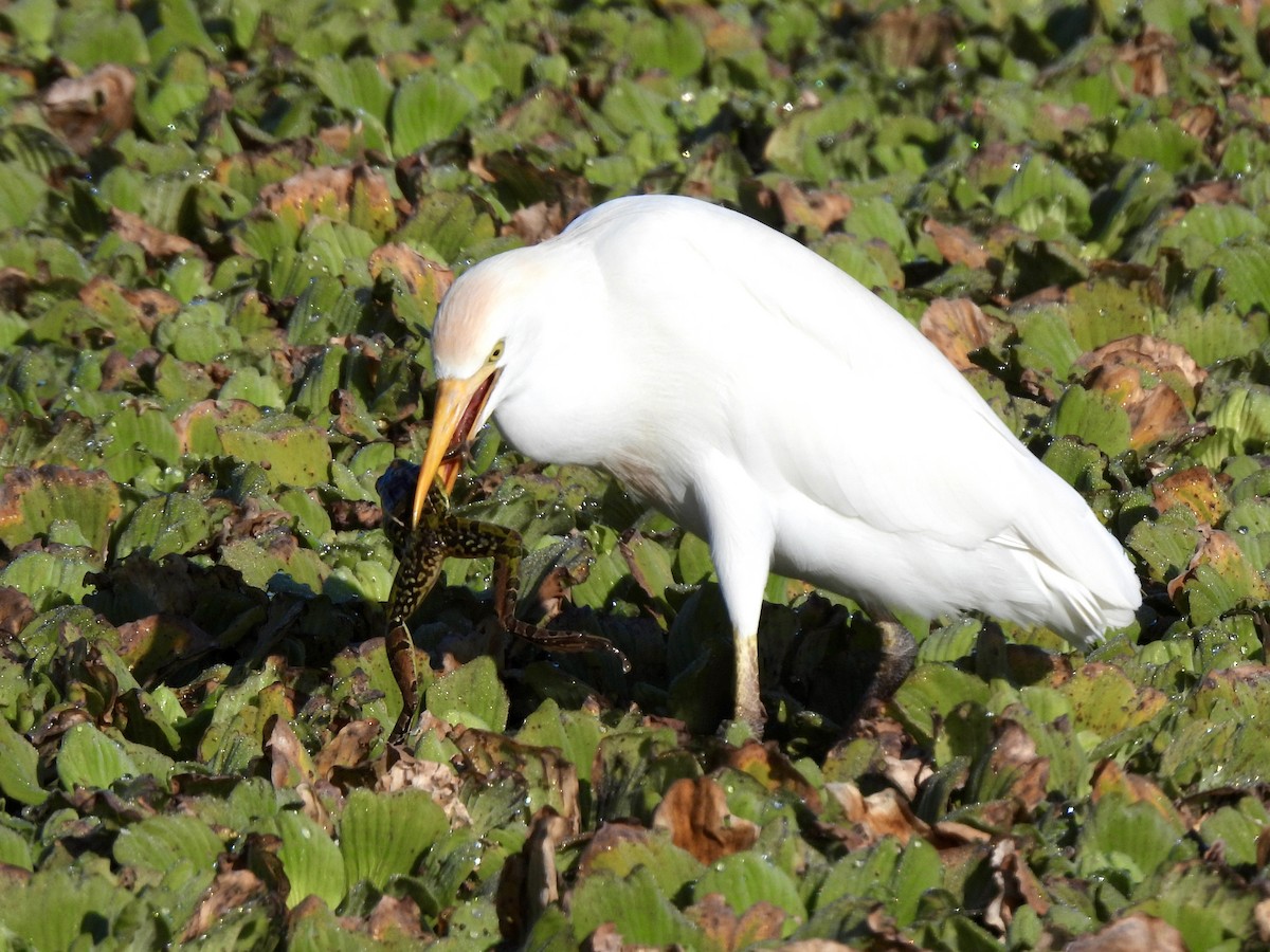 Airone guardabuoi - ML647515226