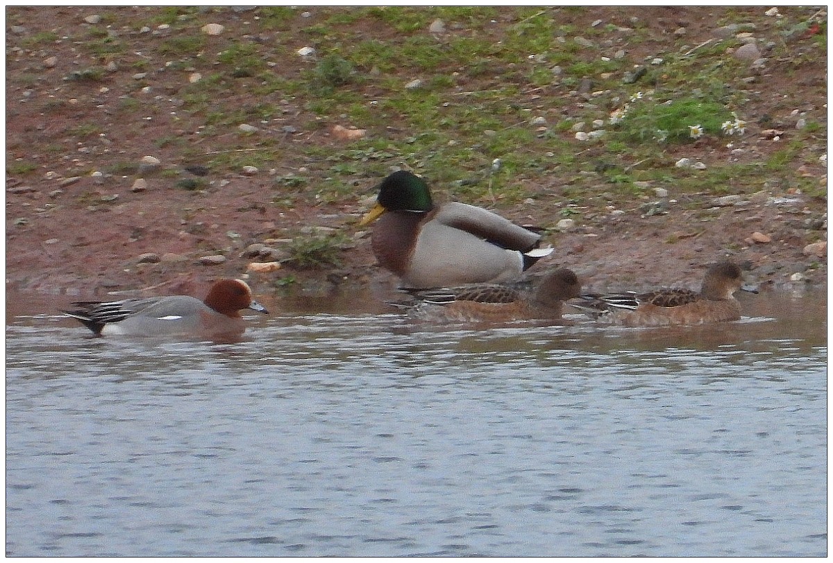 Fischione - ML647515227