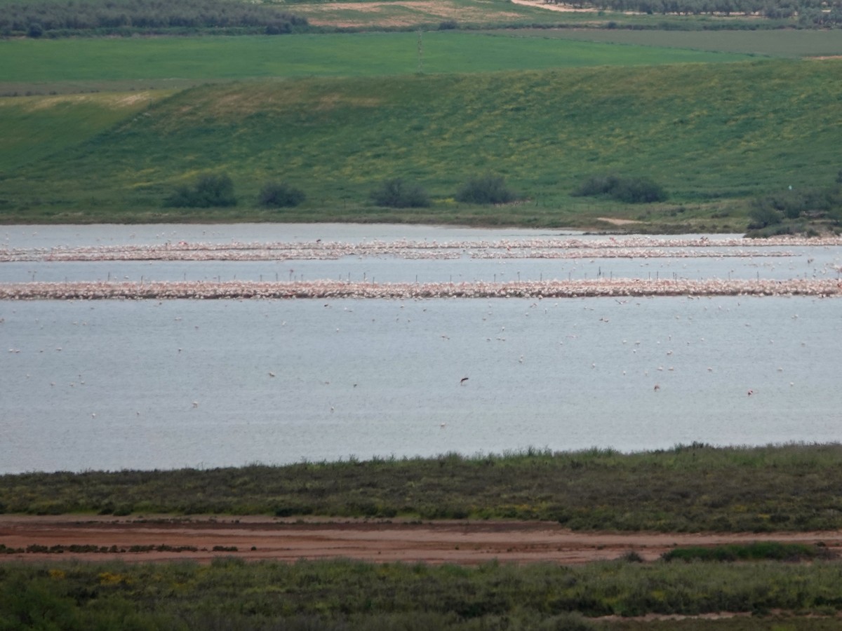 Fenicottero - ML647515229