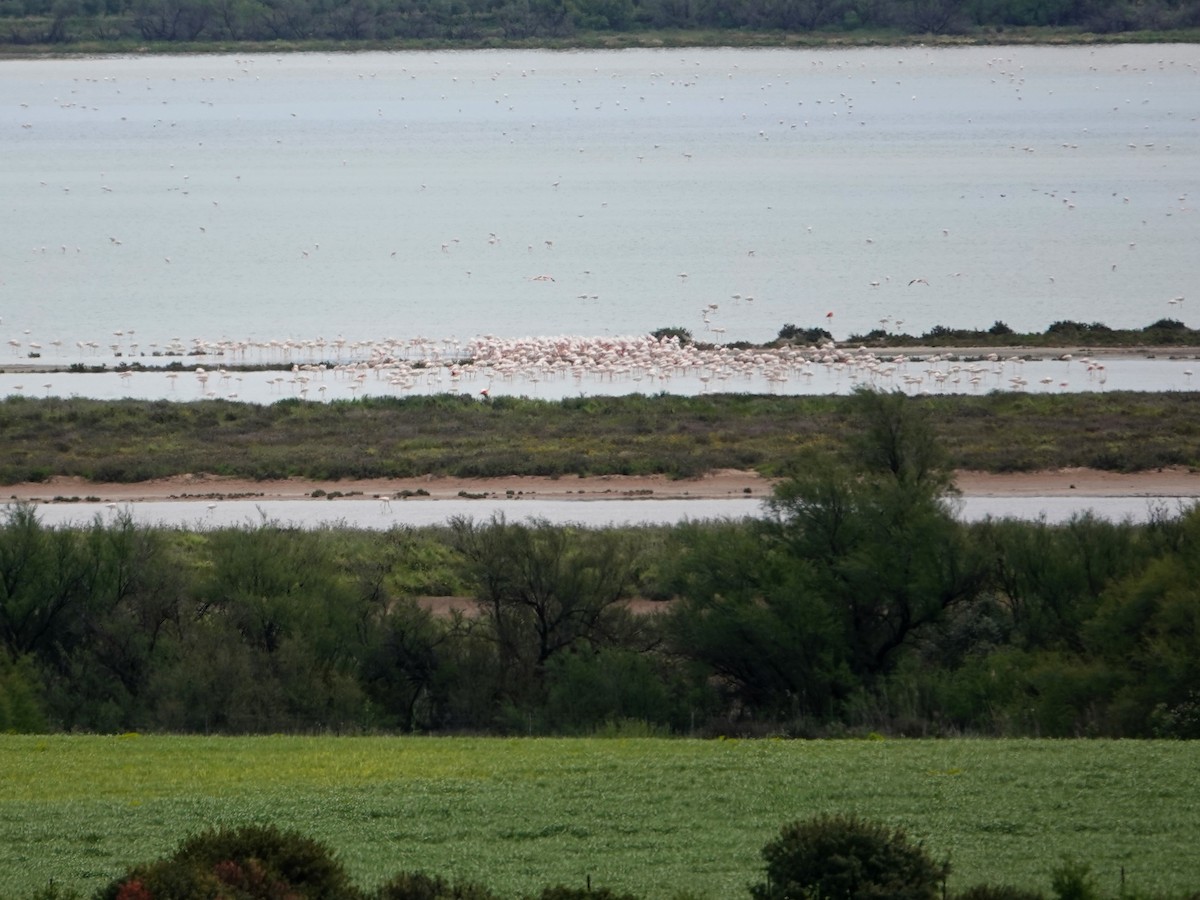 Fenicottero - ML647515230