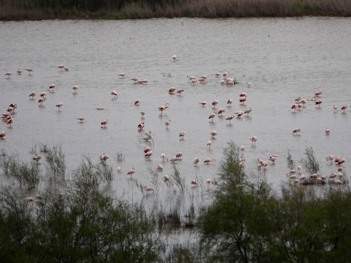 Fenicottero - ML647515231