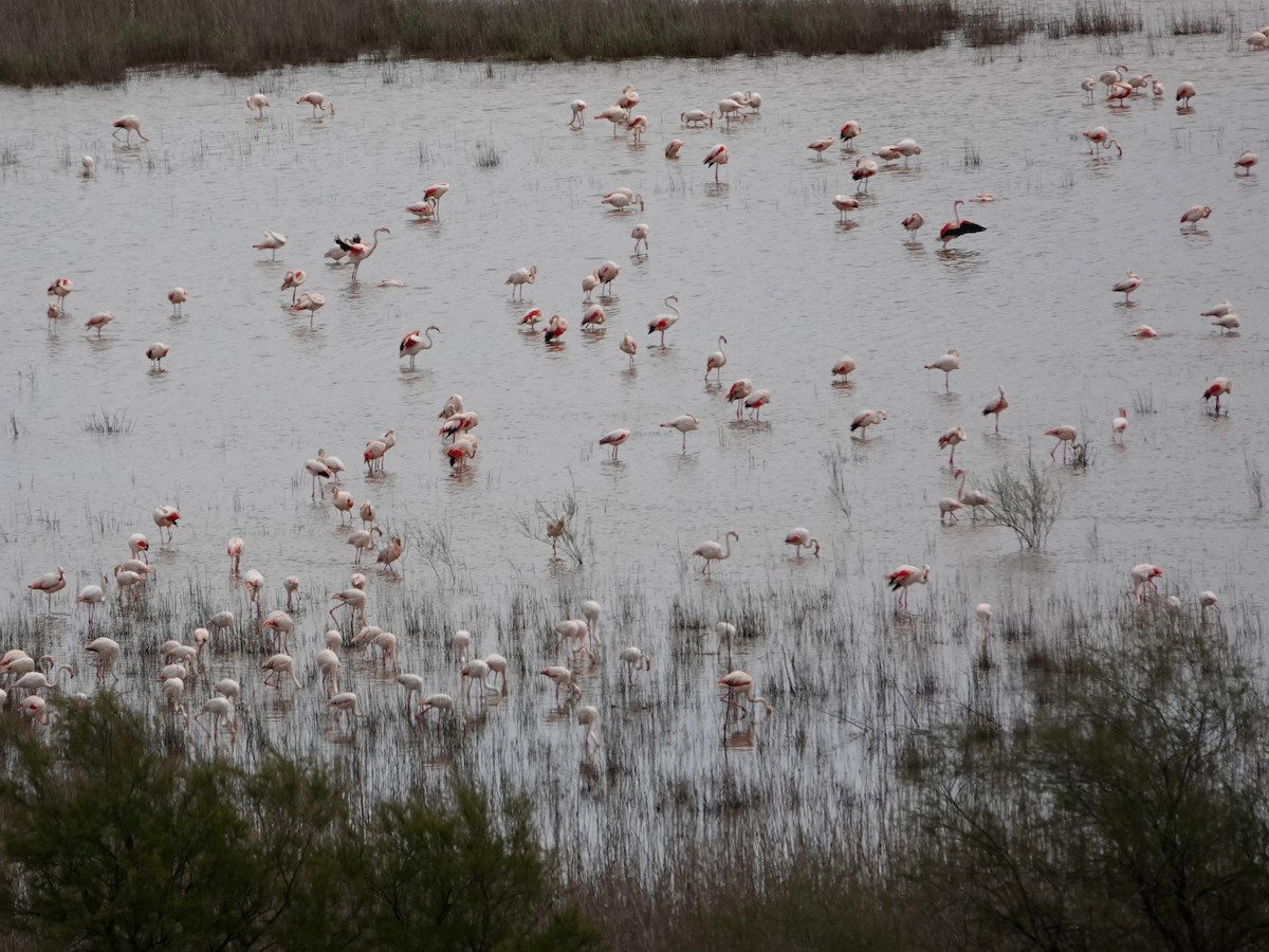 Fenicottero - ML647515232