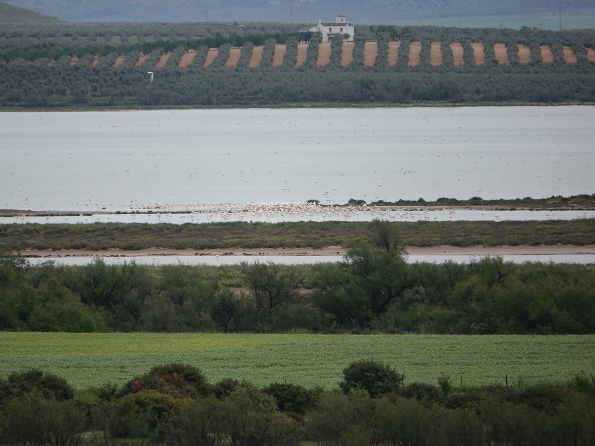 Fenicottero - ML647515233