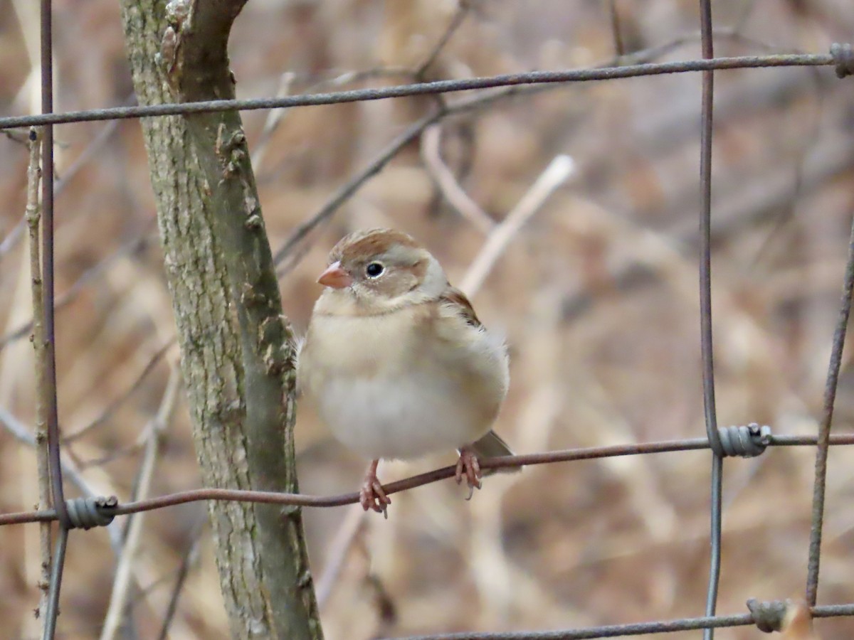 Field Sparrow - ML647515234