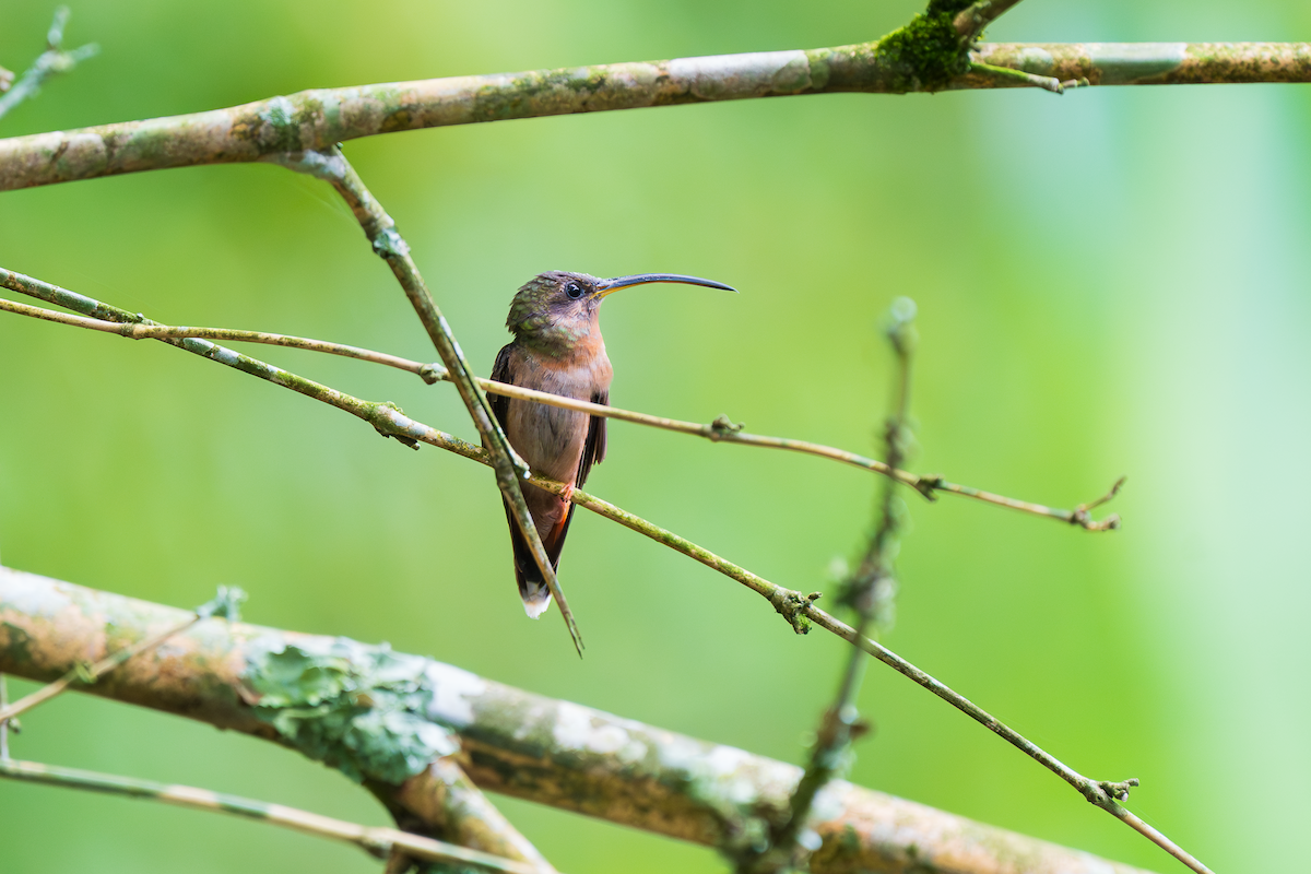 Rufous-breasted Hermit - ML647515236