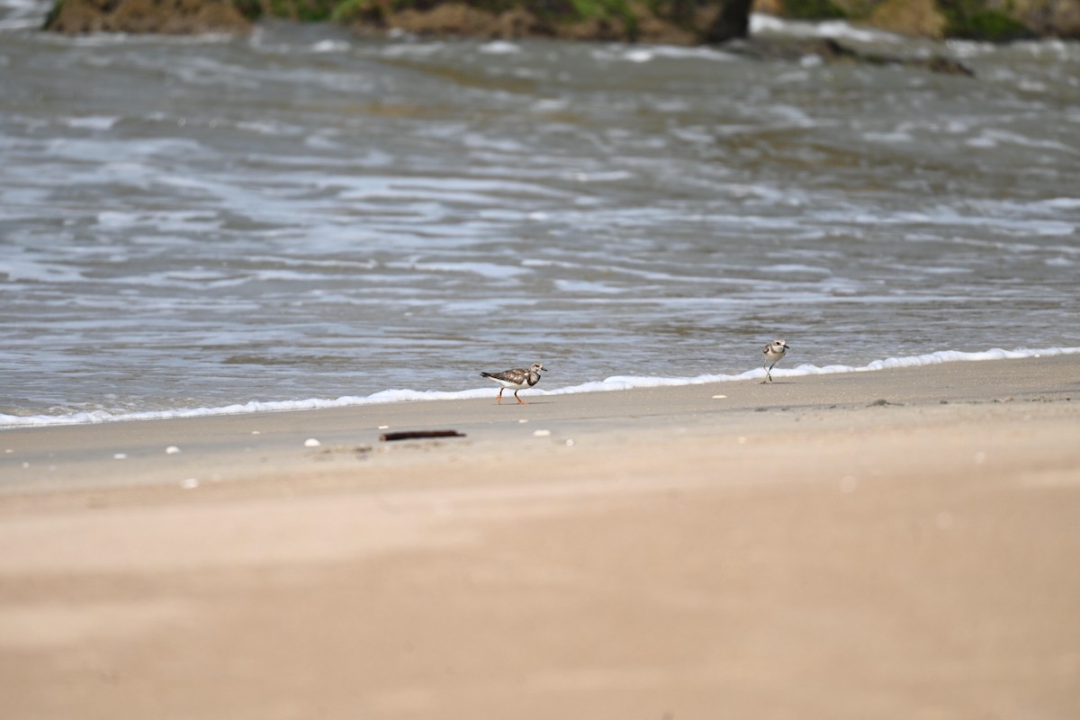 Voltapietre - ML647515237