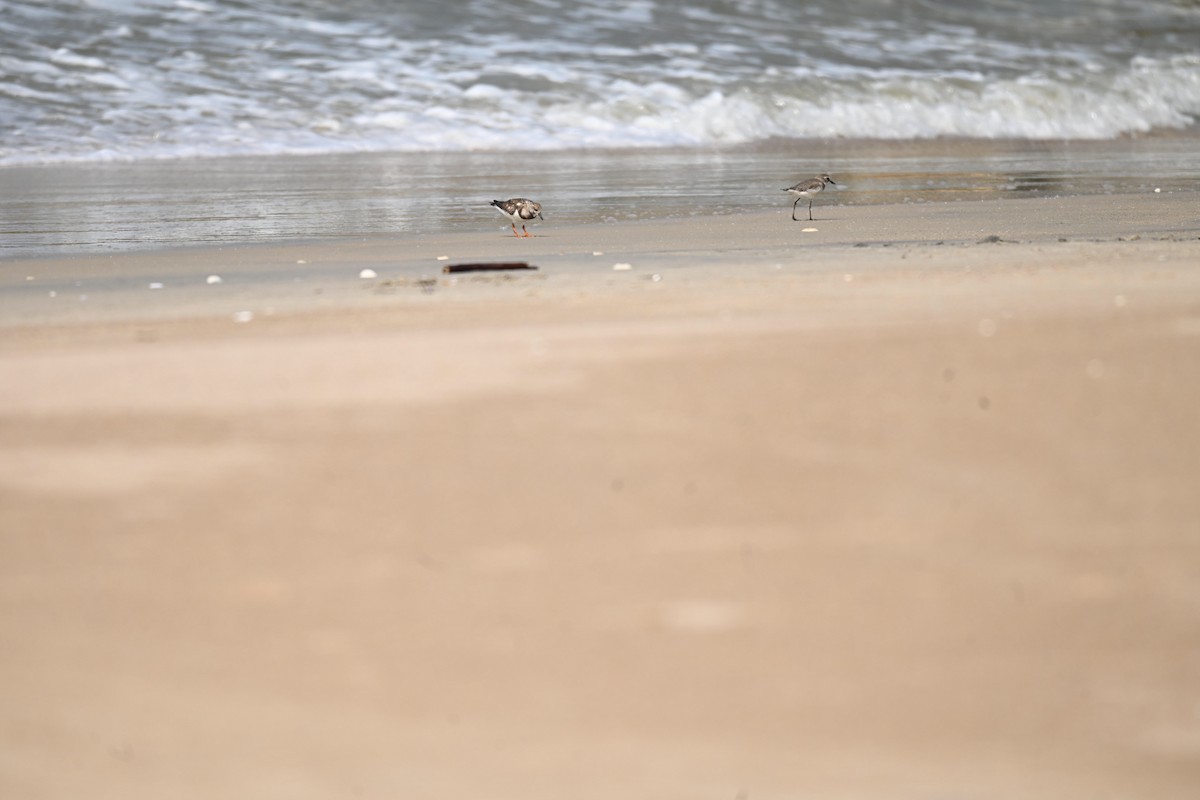 Voltapietre - ML647515238