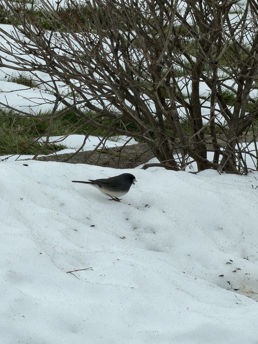 Dark-eyed Junco - ML647515240