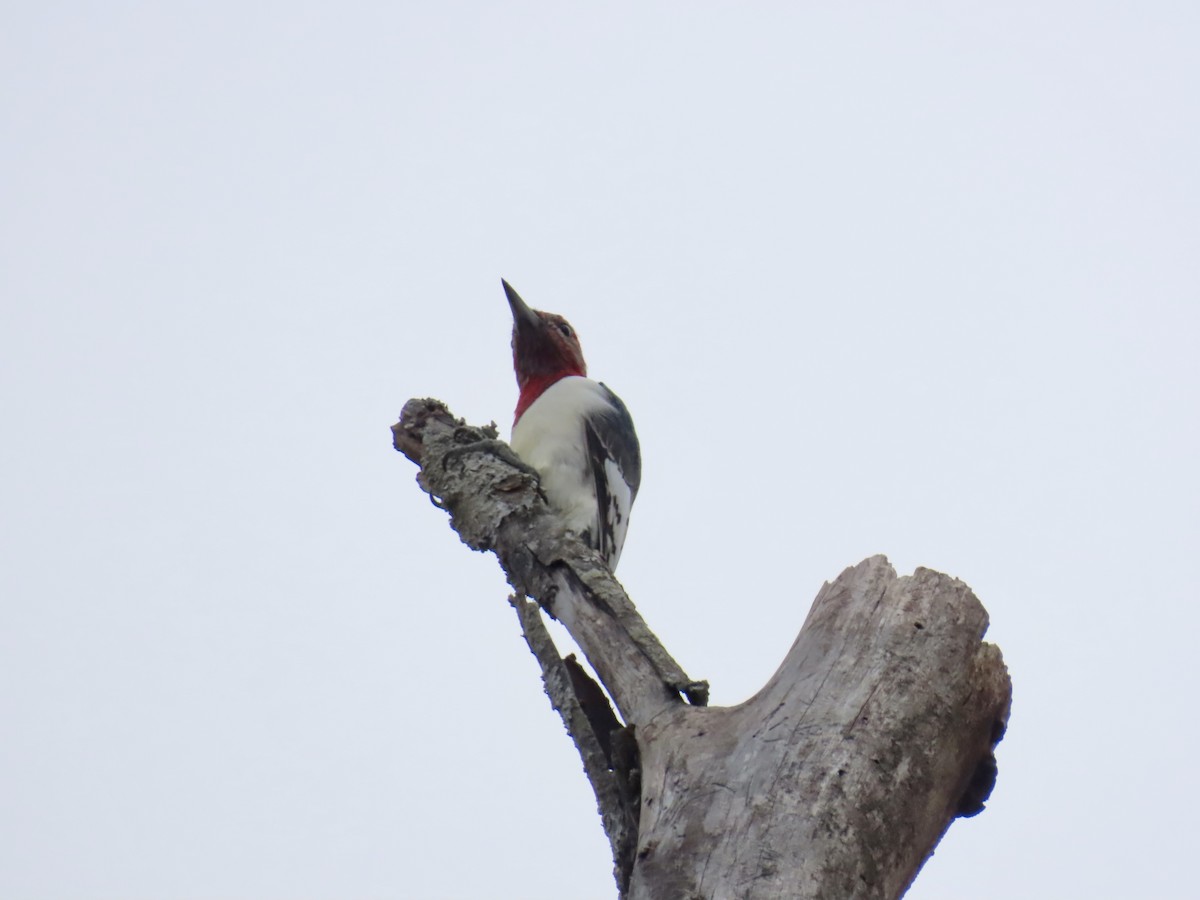 Red-headed Woodpecker - ML647515241
