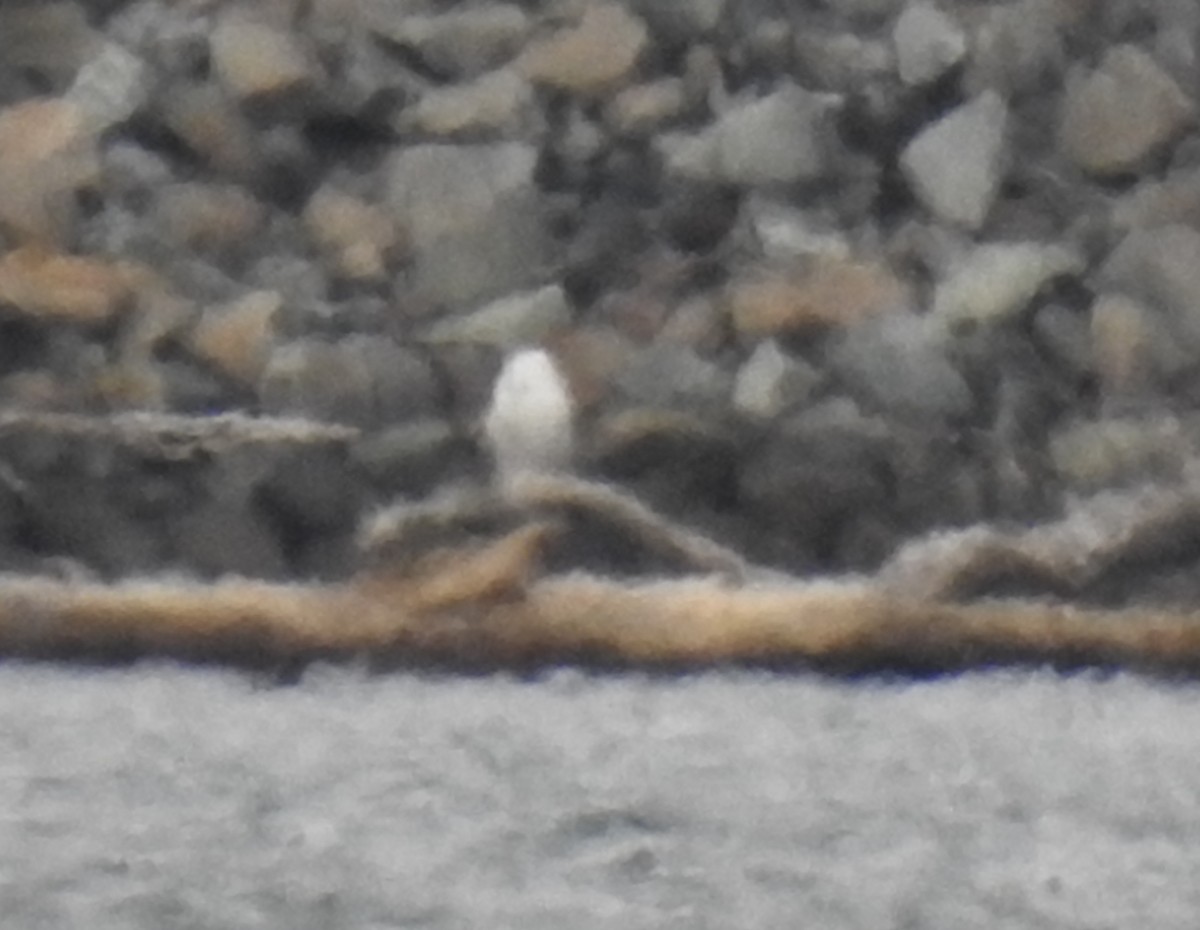 Snowy Owl - ML647515242