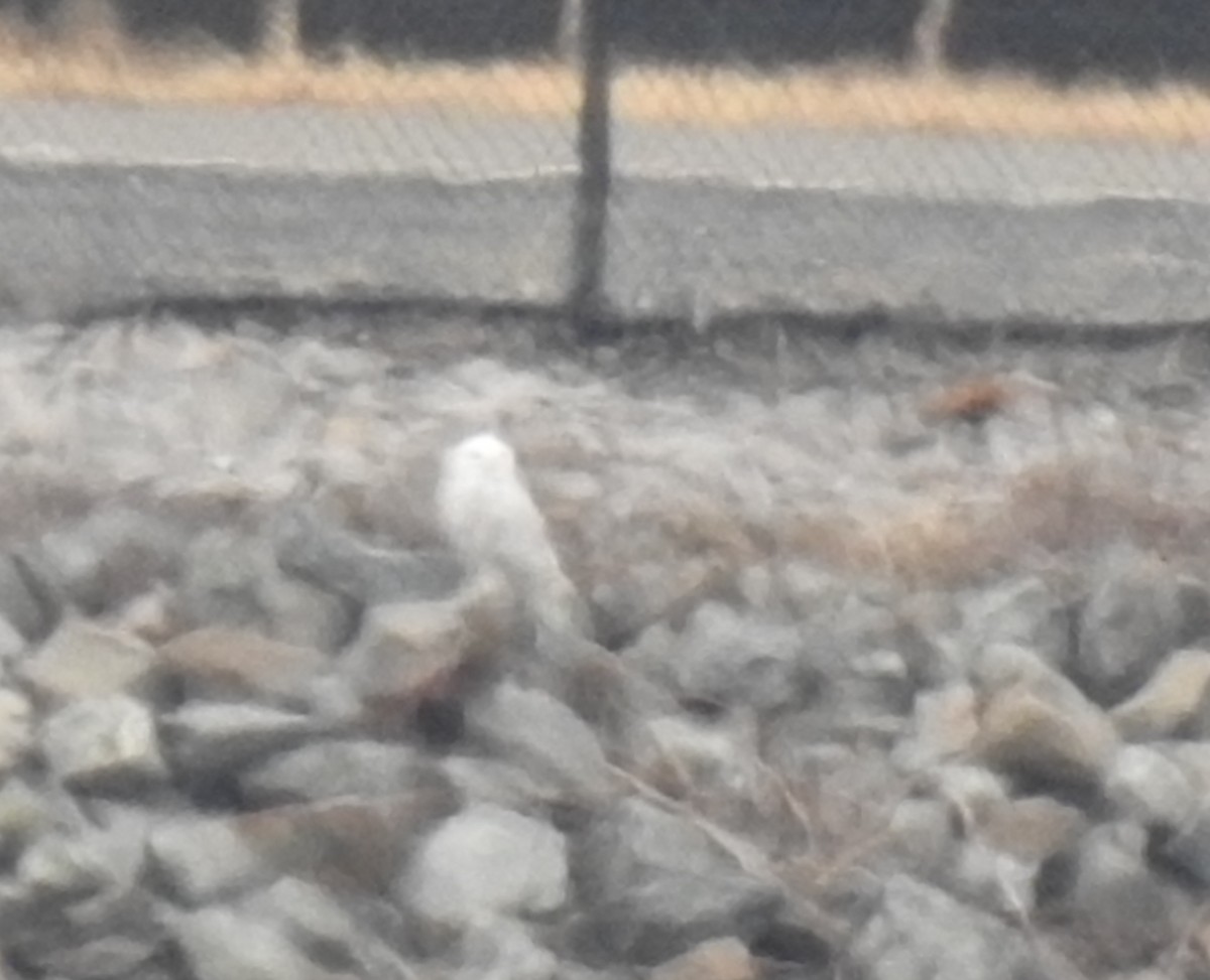 Snowy Owl - ML647515243