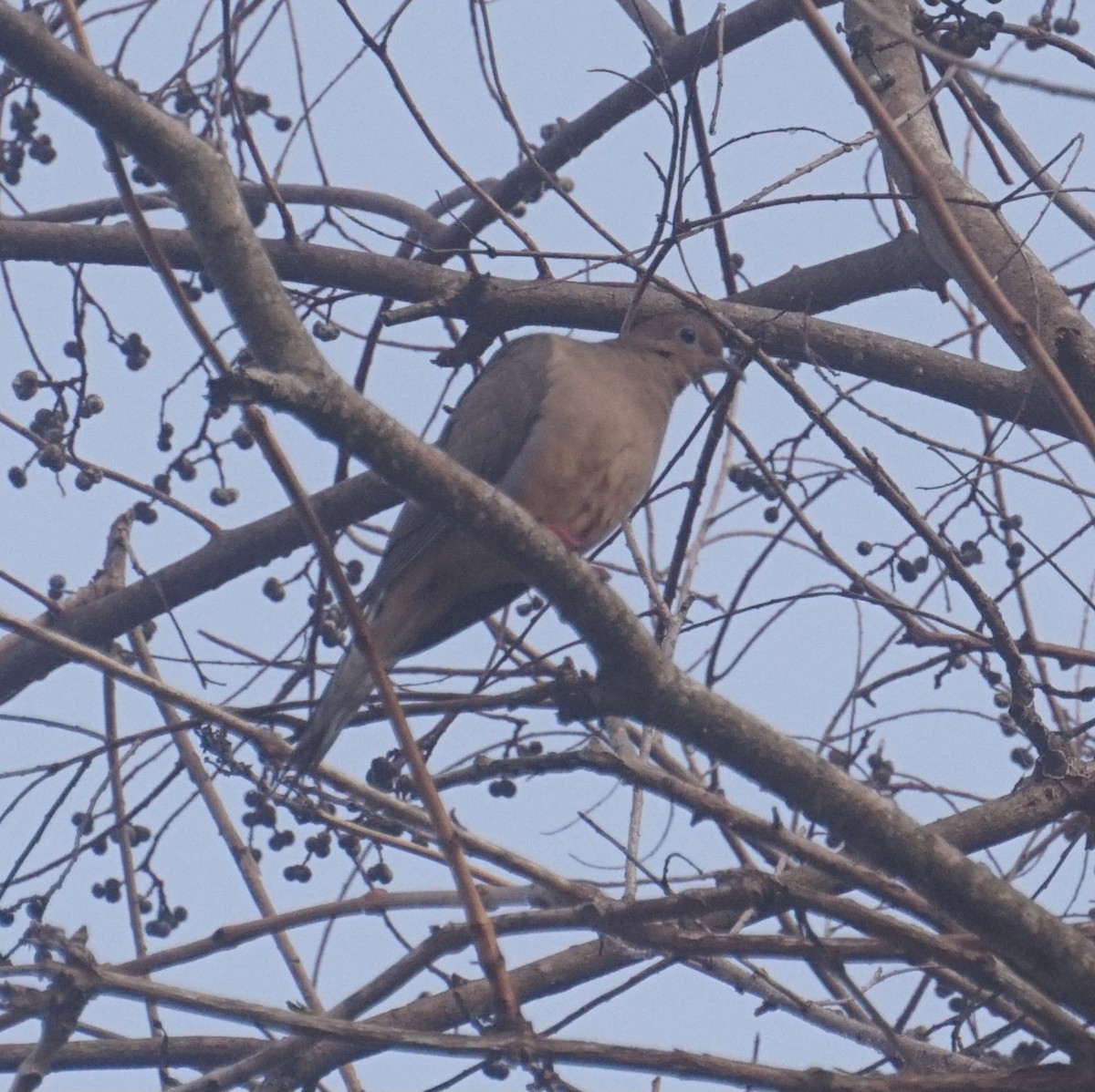 Mourning Dove - ML647515247