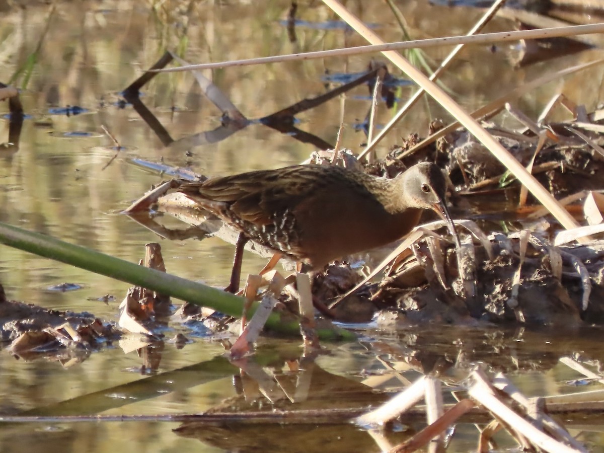 Virginia Rail - ML647515250