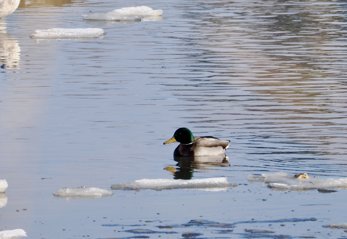 Germano reale - ML647515251