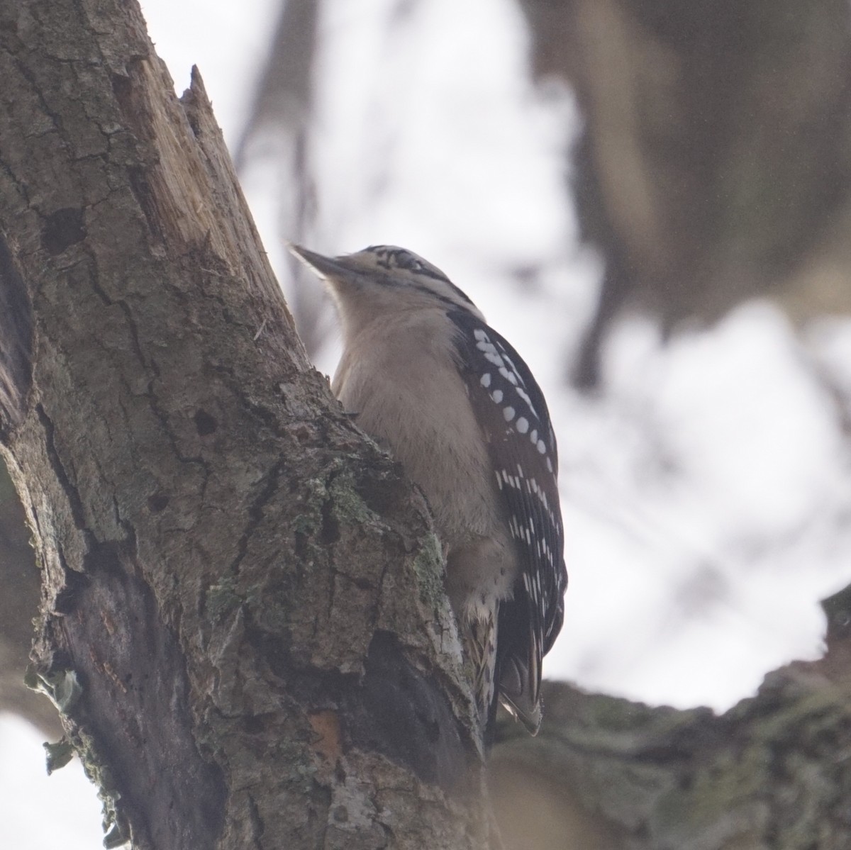 Downy Woodpecker - ML647515252