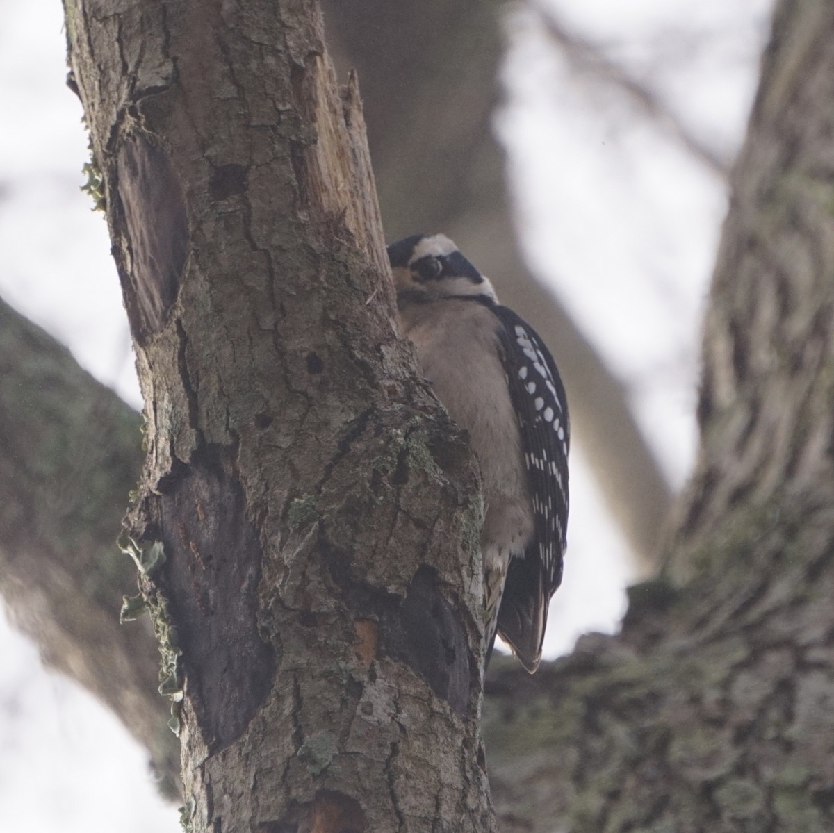 Downy Woodpecker - ML647515253