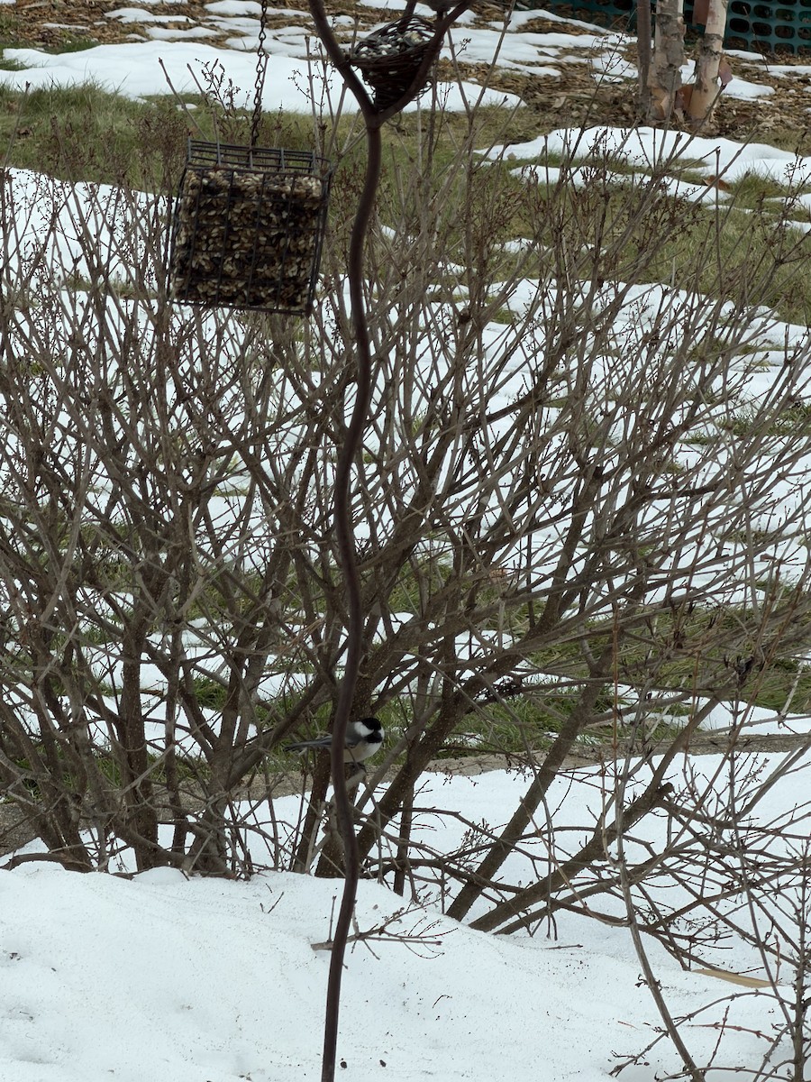 Black-capped Chickadee - ML647515254