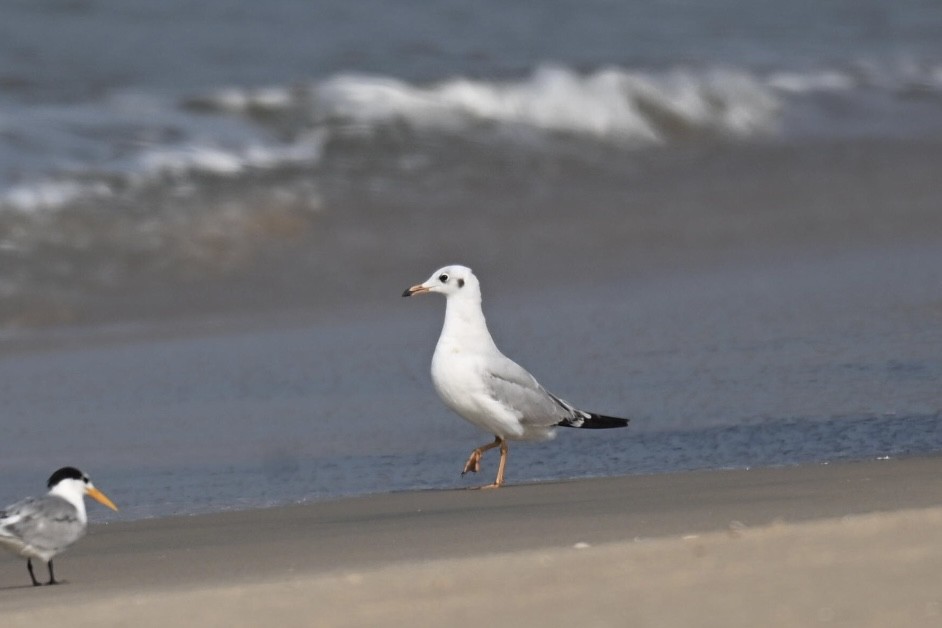 Gabbiano comune - ML647515258