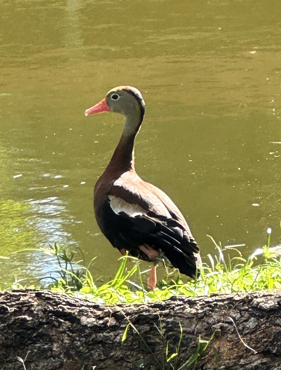 Dendrocigna beccorosso - ML647515259