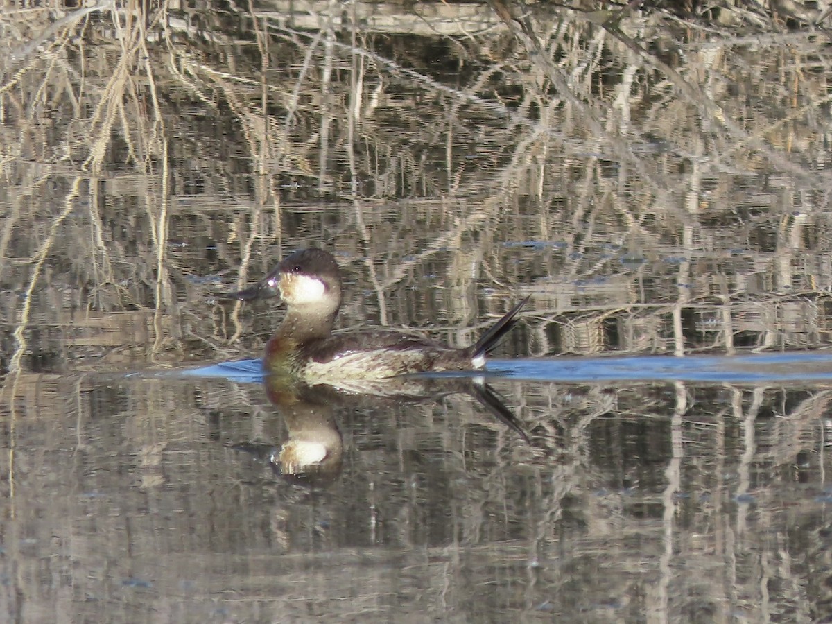 Gobbo della Giamaica - ML647515260