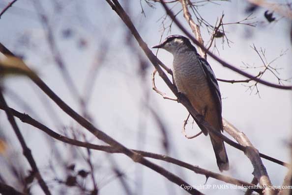 Weißbrauen-Raupenfänger - ML647515261