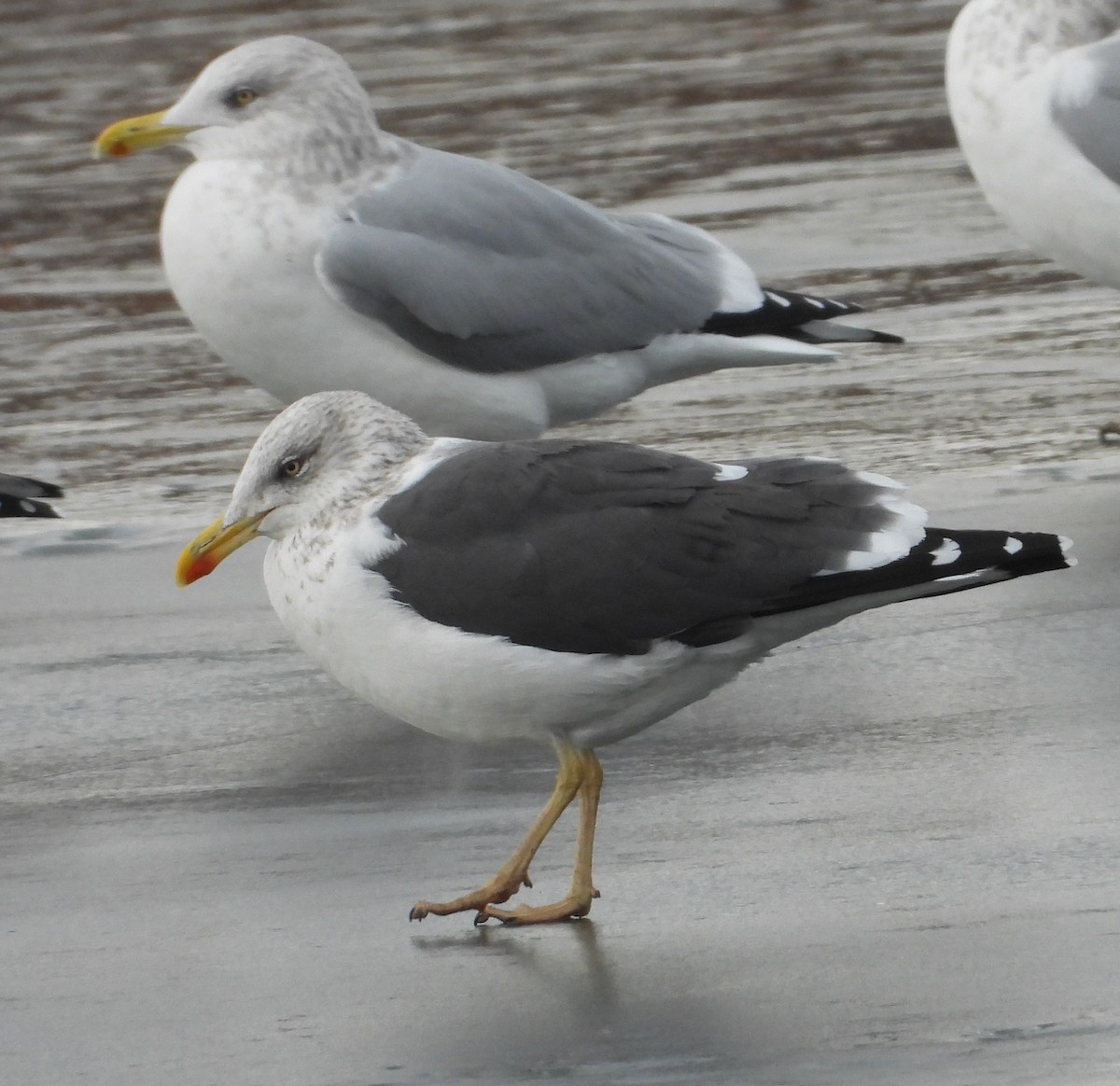 Kanadamöwe - ML647515264