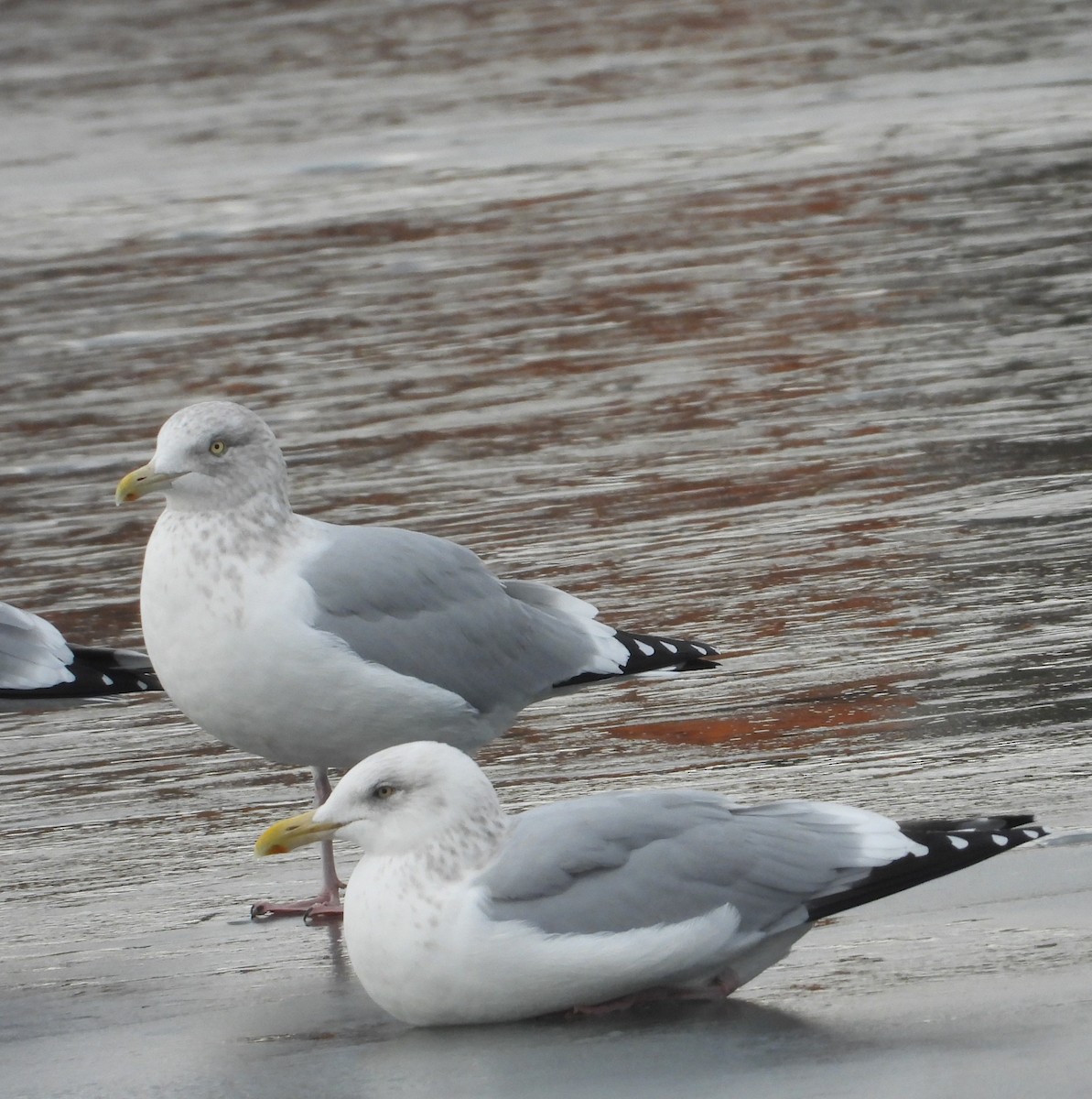 Kanadamöwe - ML647515265