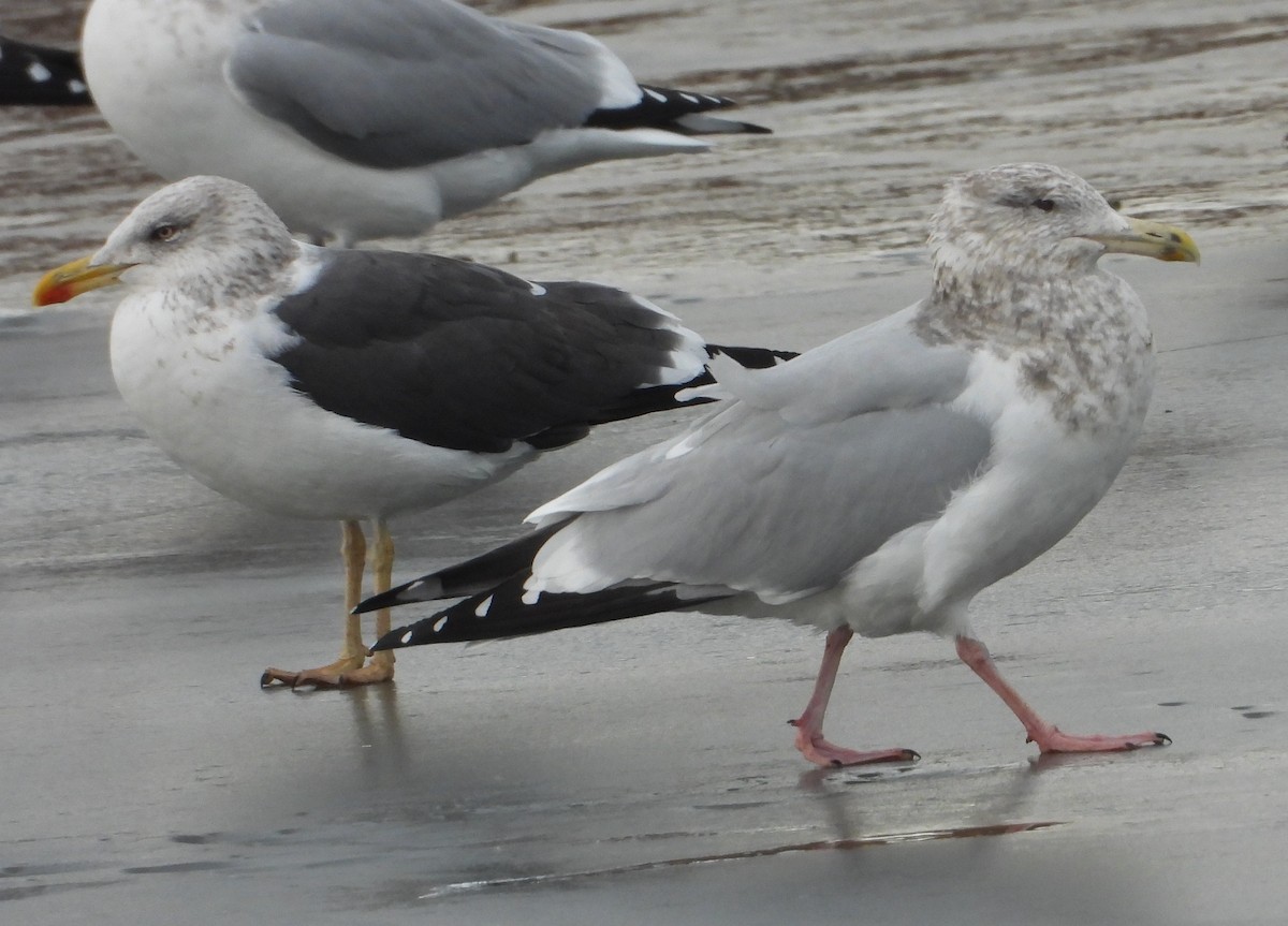 Kanadamöwe - ML647515266