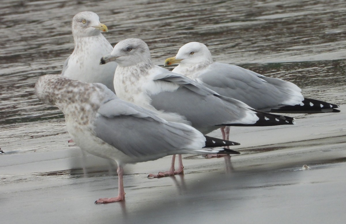 Kanadamöwe - ML647515267