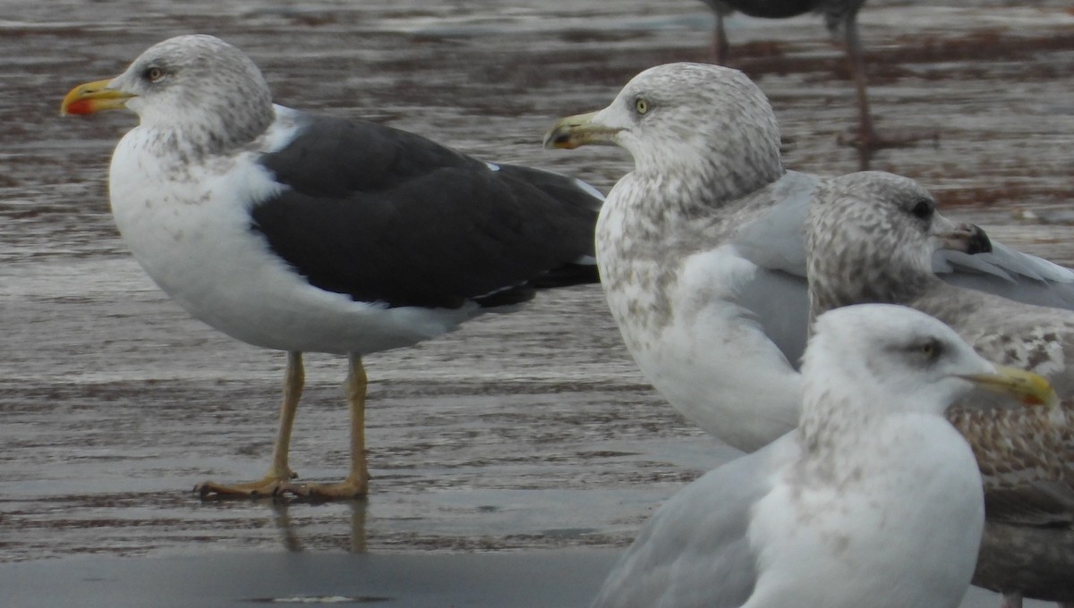 Kanadamöwe - ML647515269