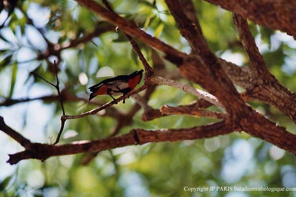 Rotsteiß-Mistelfresser - ML647515272