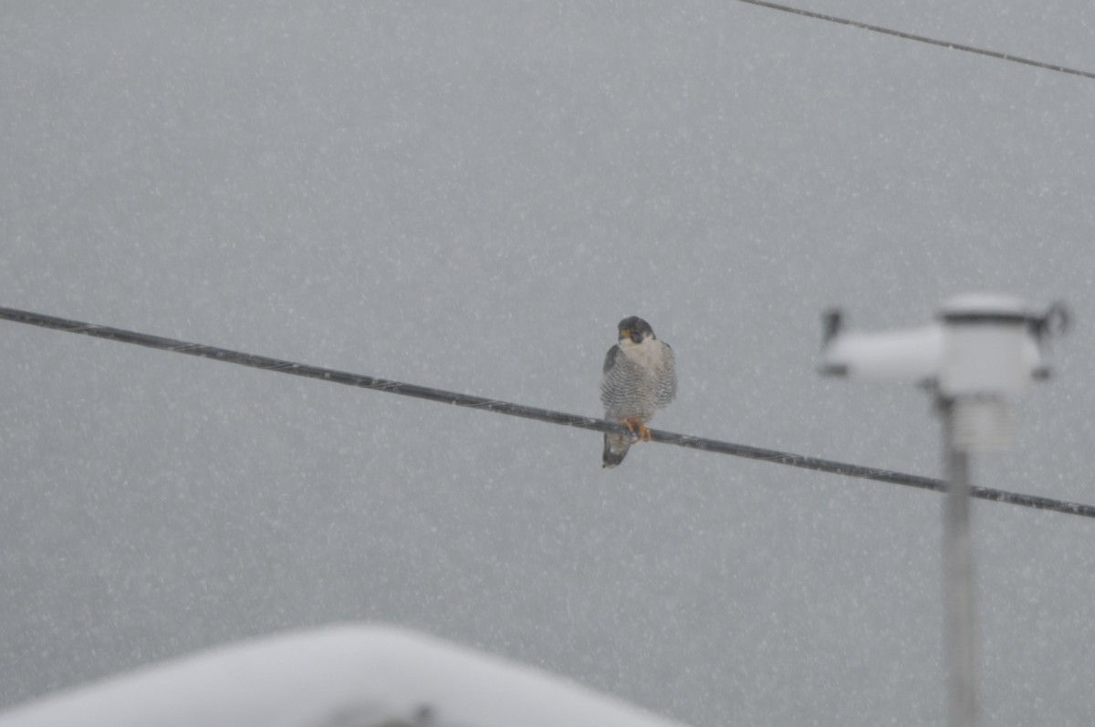 Halcón Peregrino - ML647515273