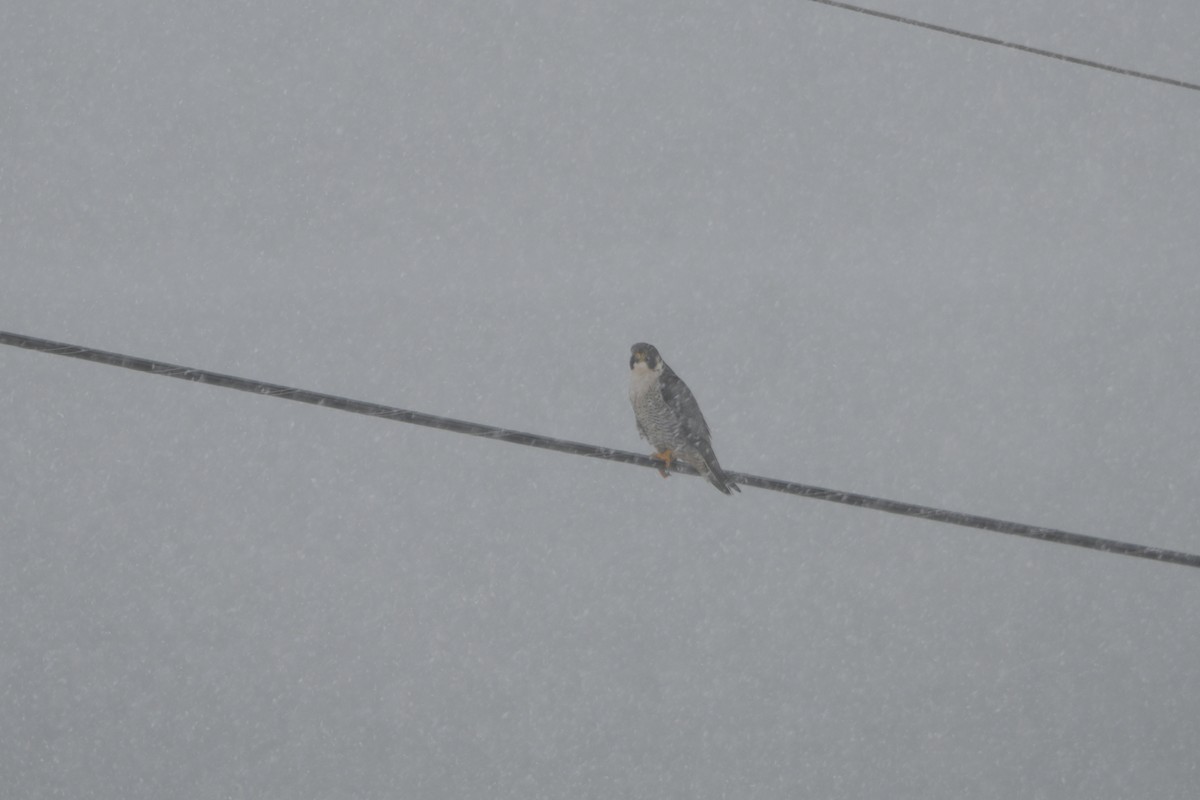 Halcón Peregrino - ML647515274