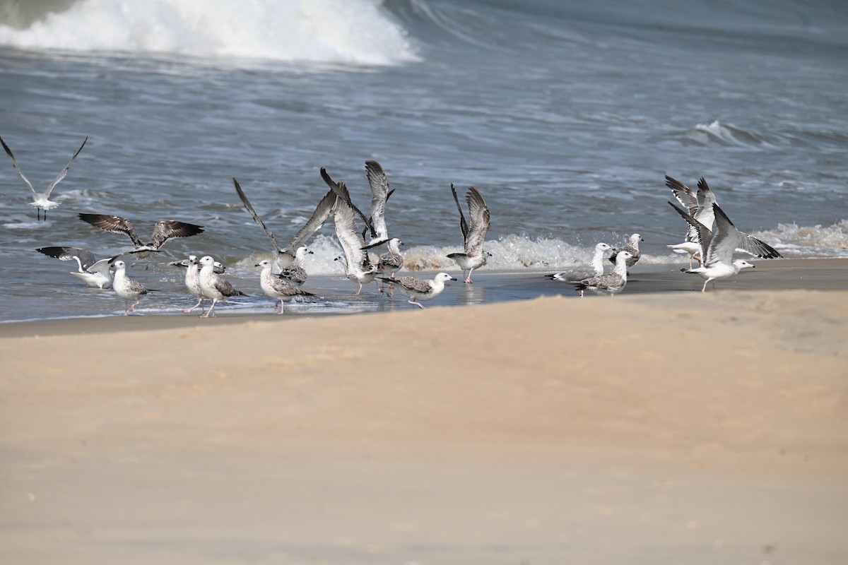 Heringsmöwe - ML647515275