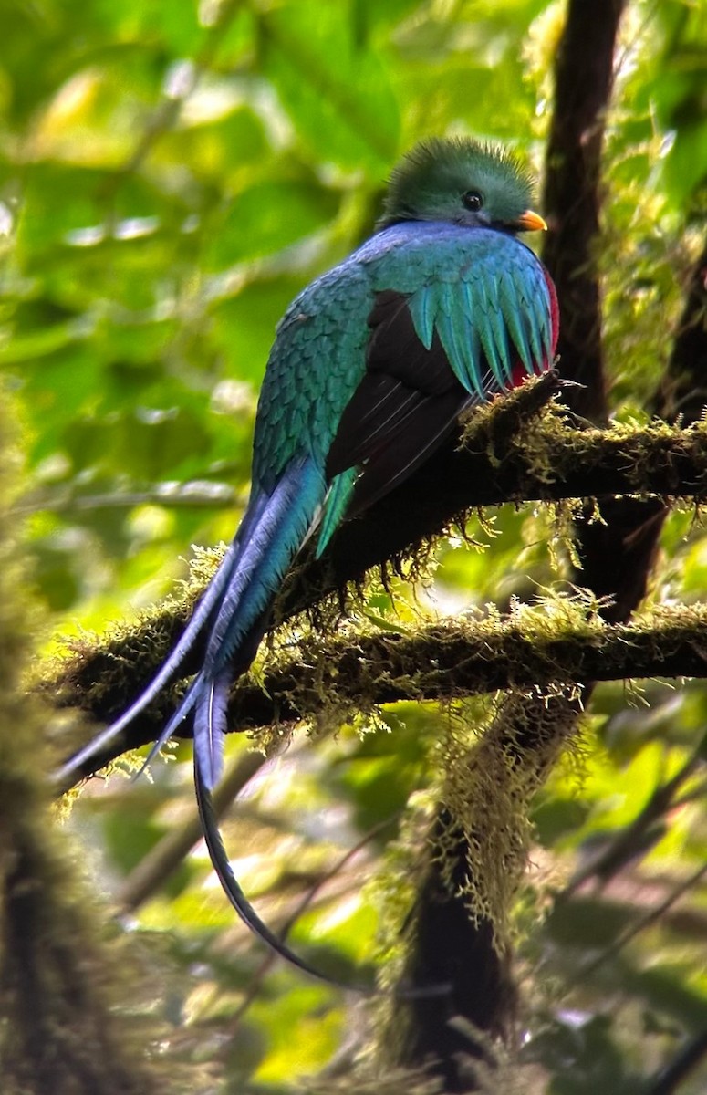 Quetzal - ML647515278
