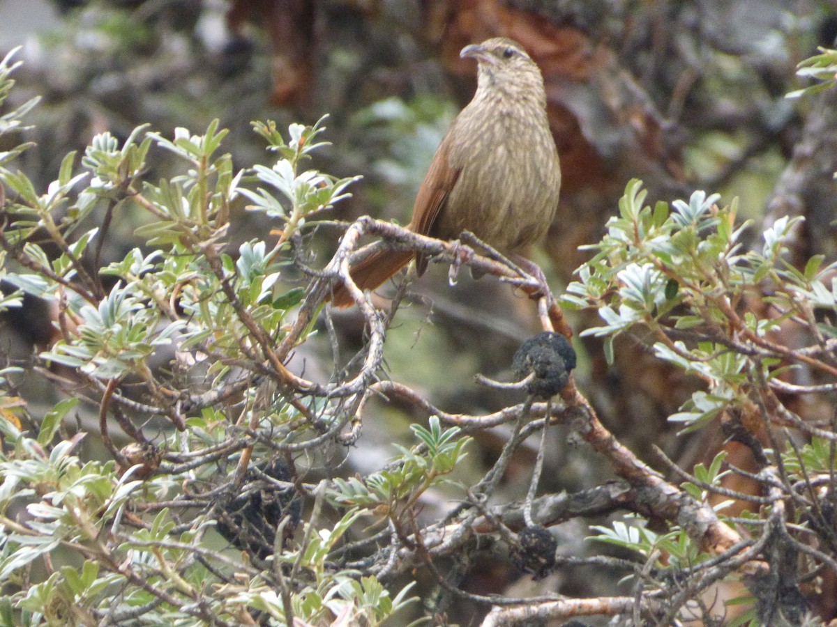 Streifenerdhacker - ML647515290