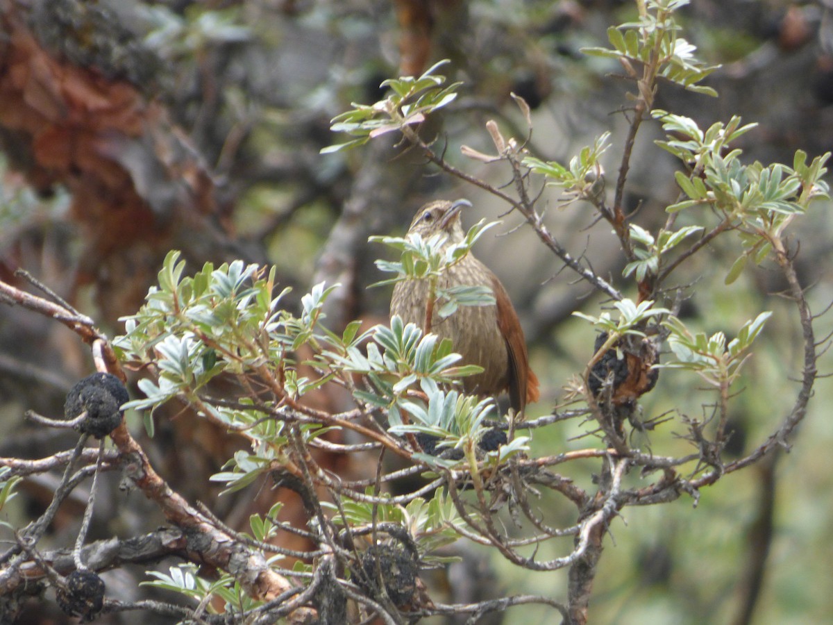 Streifenerdhacker - ML647515291