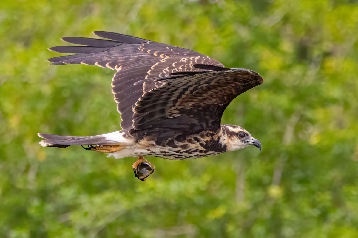 Schneckenbussard - ML647515295