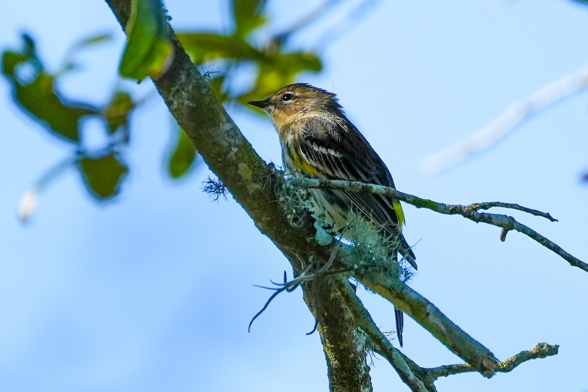 Kronenwaldsänger - ML647515297