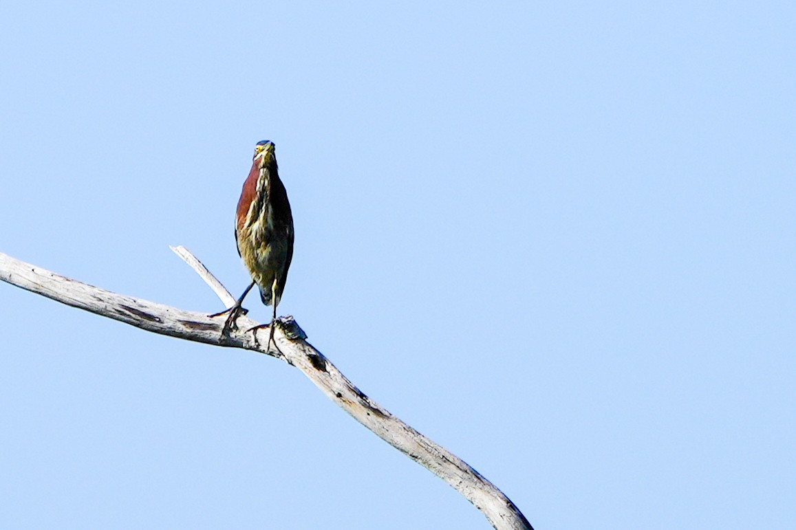 Grünreiher - ML647515298