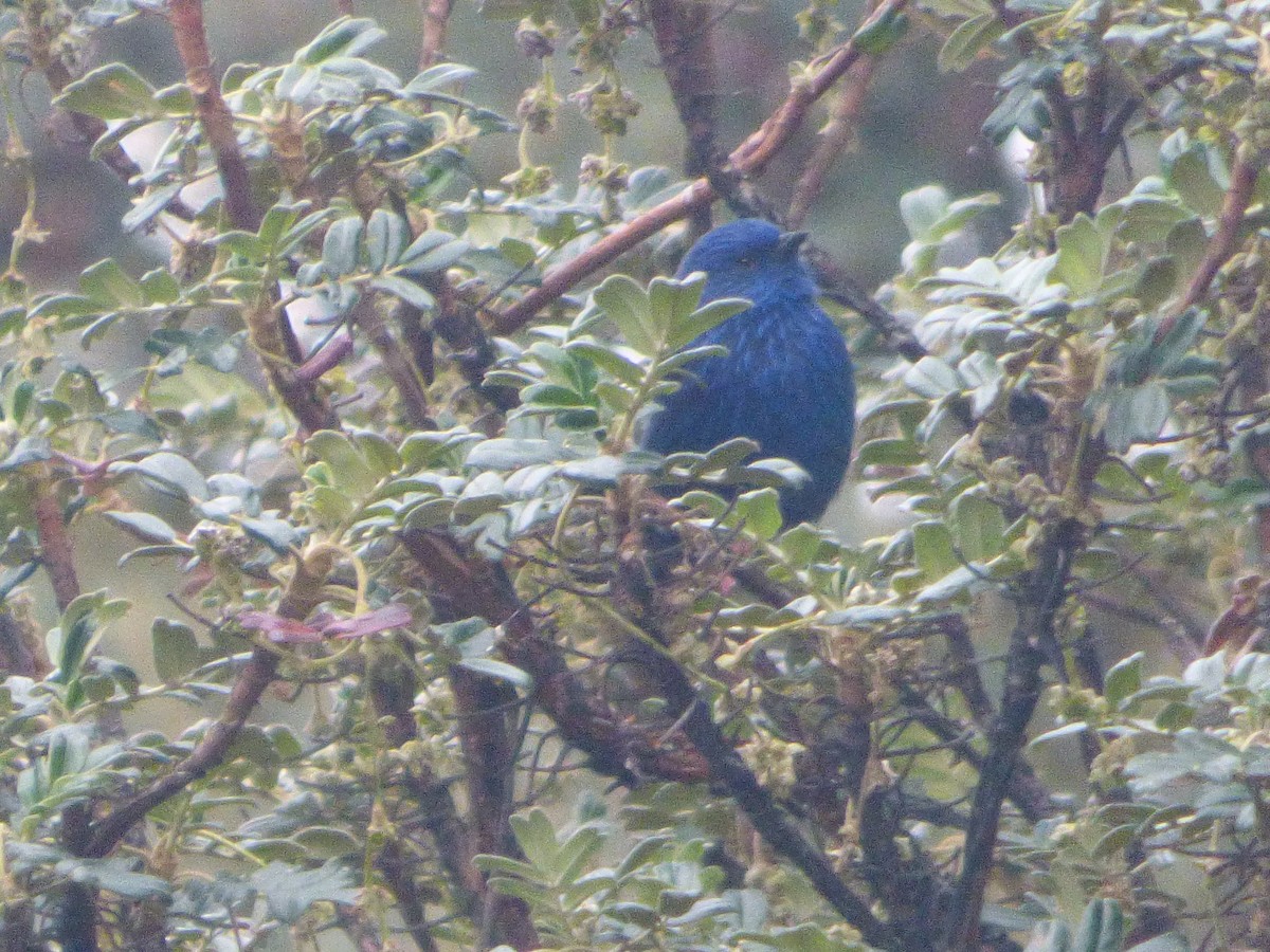 Stricheltangare - ML647515299