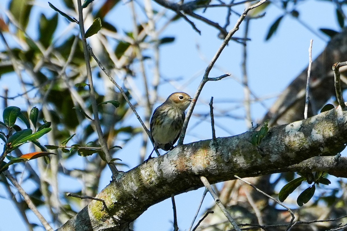 Kronenwaldsänger - ML647515306