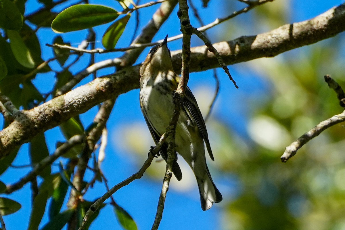 Kronenwaldsänger - ML647515309